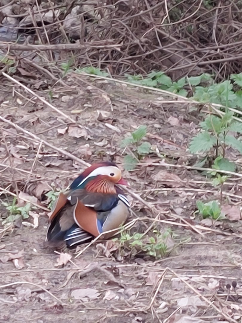 Mandarin Duck at the Mühlenbach Emsdetten