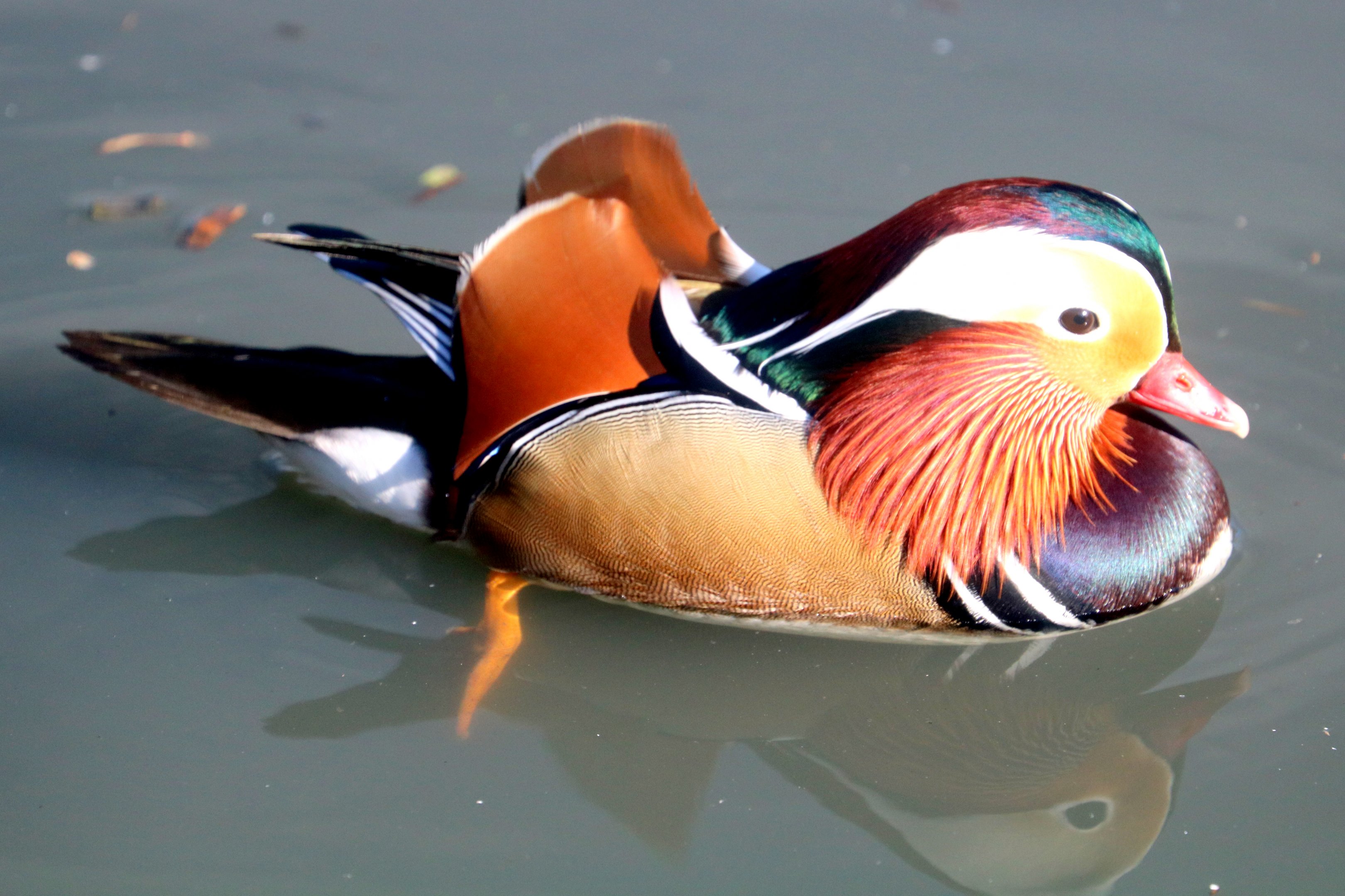 Mandarin duck; Barnes; 25th March 2019