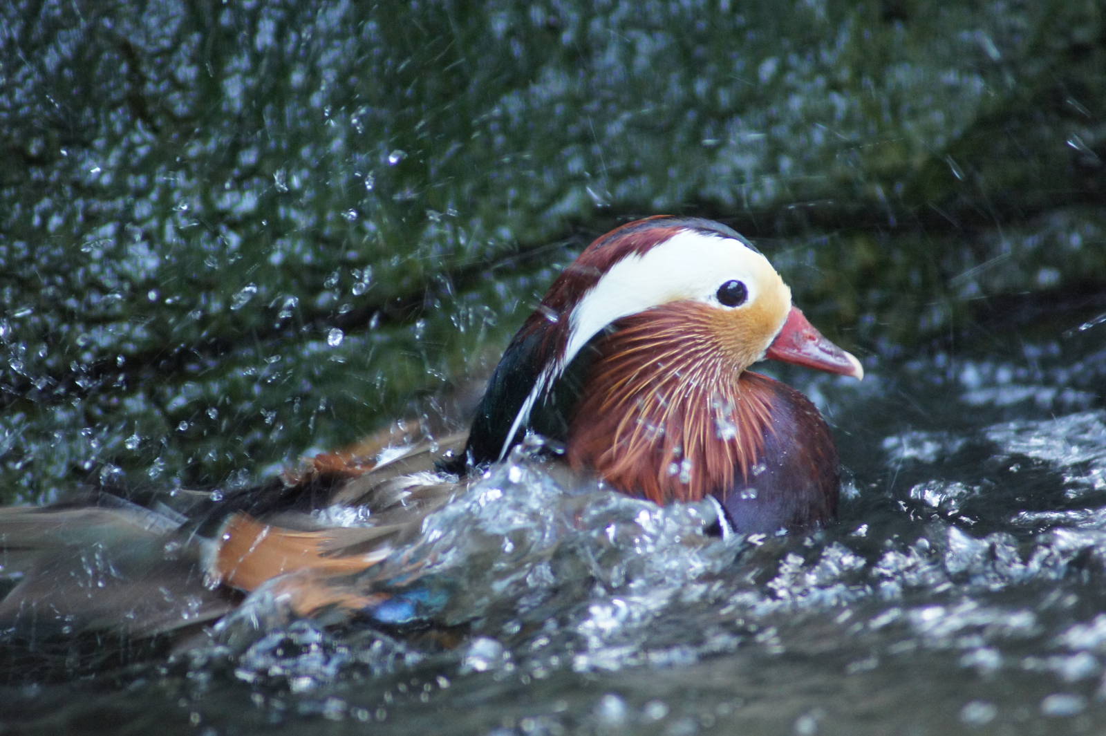 Mandarin Duck Bathing