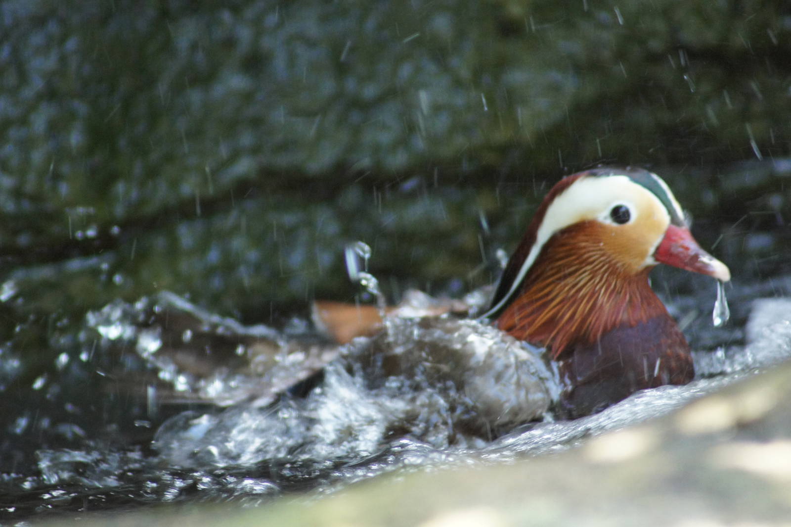 Mandarin Duck Bathing