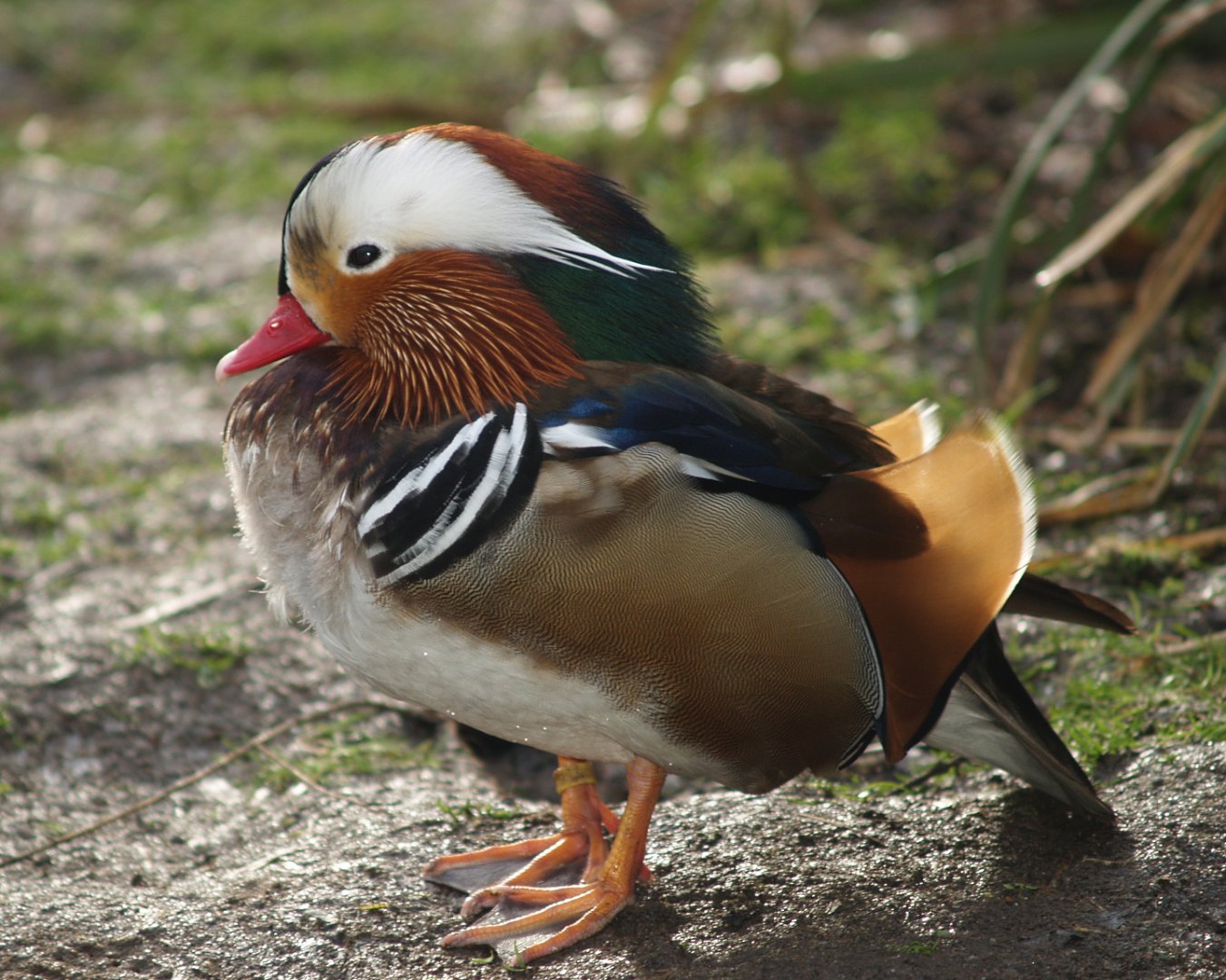 Mandarin duck drake (Aix galericulata), 2008-02-03