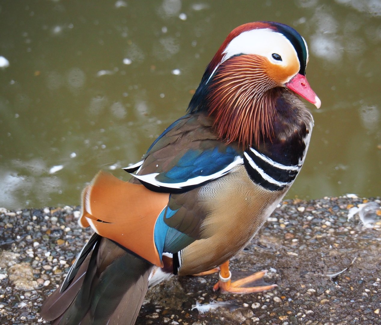 Mandarin duck drake (Aix galericulata), 2019-04-06