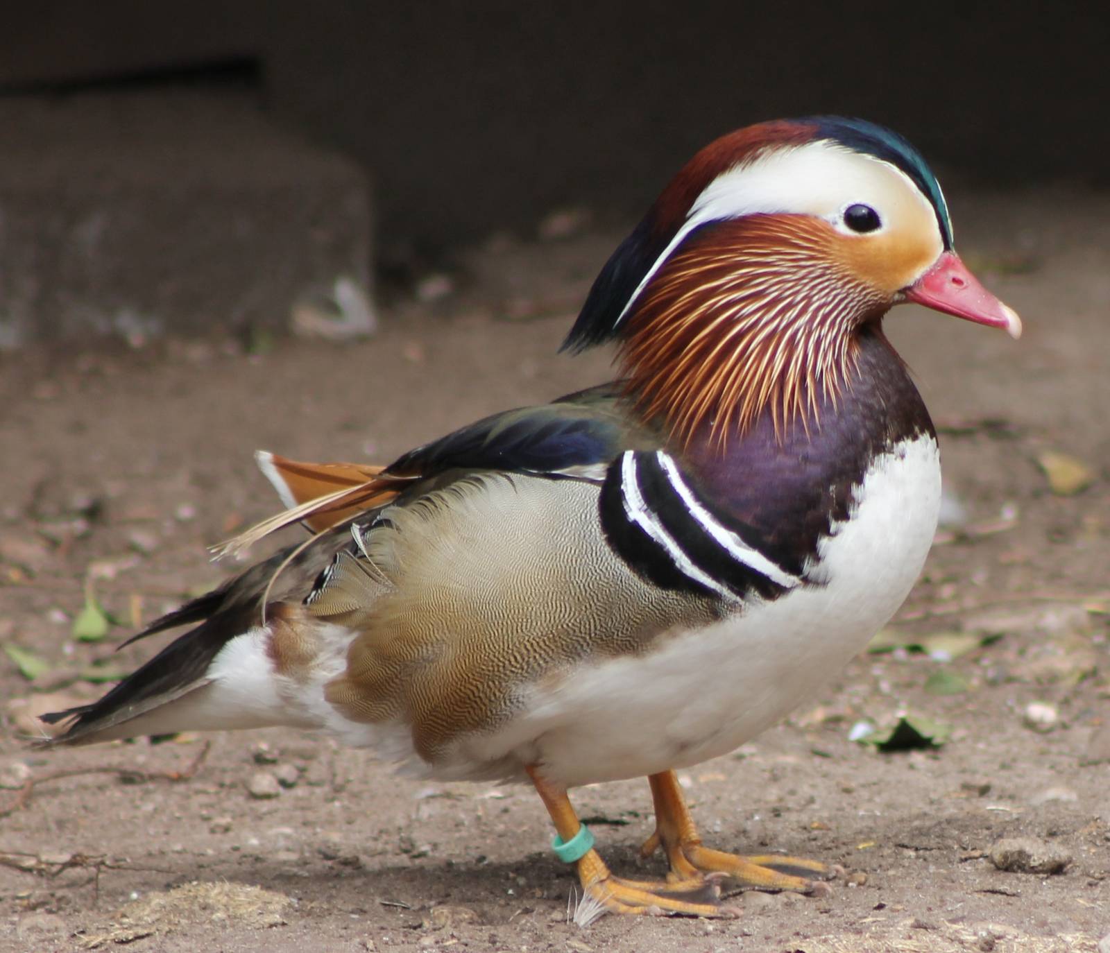 Mandarin duck drake