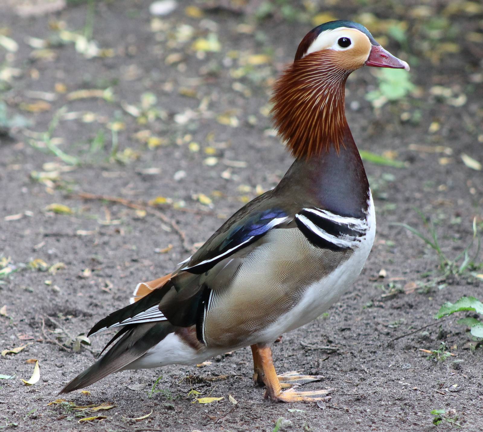 Mandarin duck drake