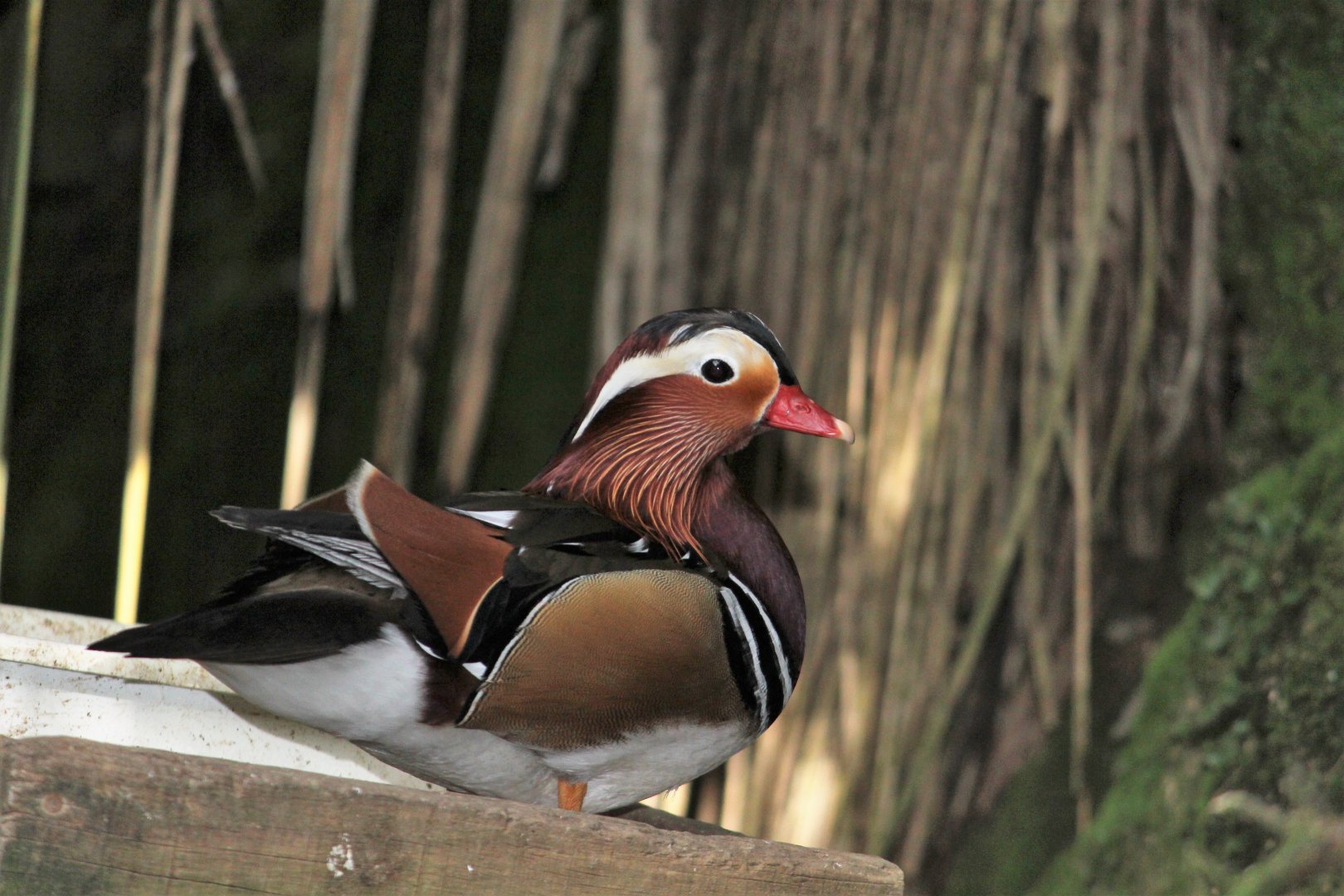 Mandarin Duck drake