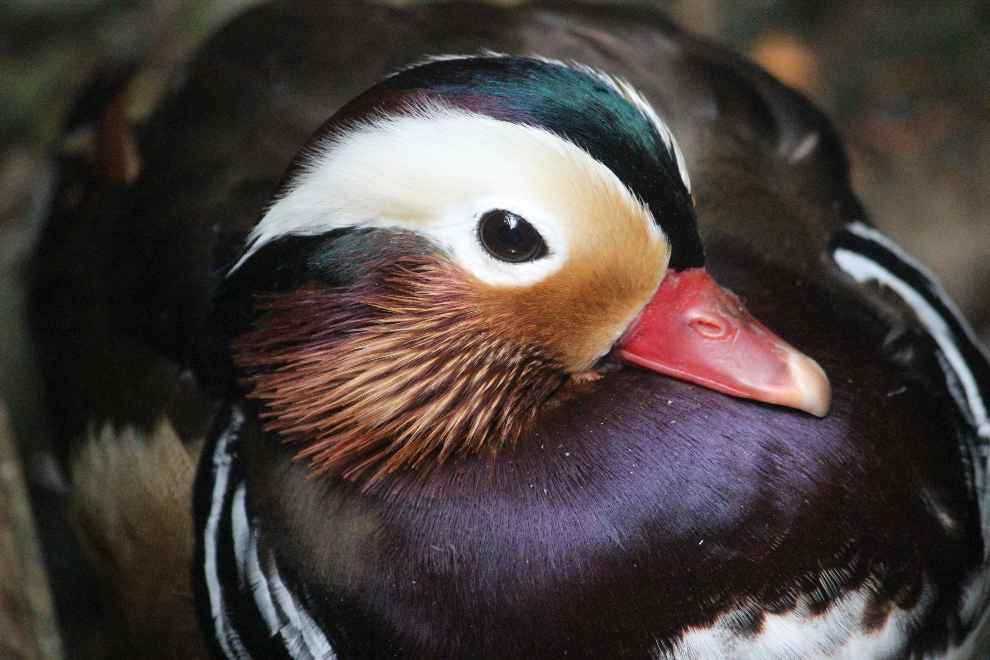 Mandarin Duck drake