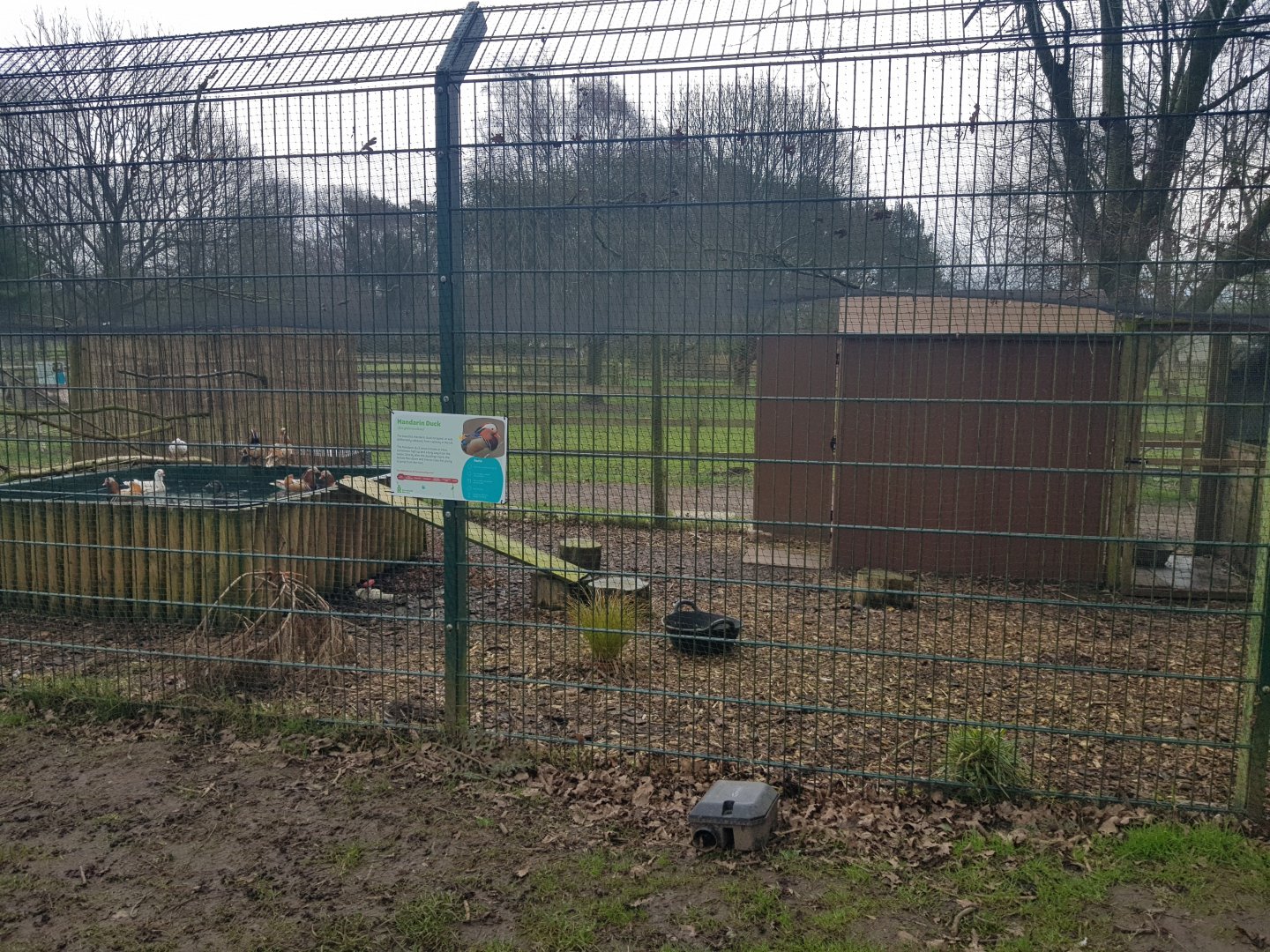 Mandarin Duck Enclosure