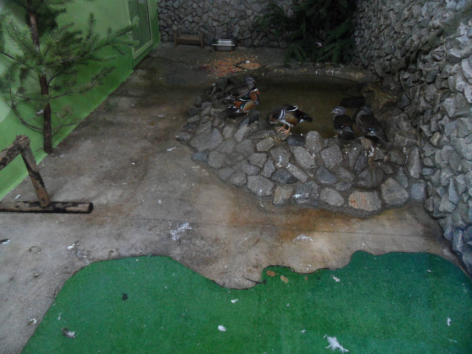 Mandarin duck exhibit