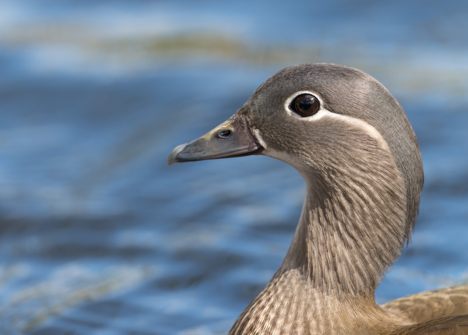Mandarin Duck (f) (wild) UK