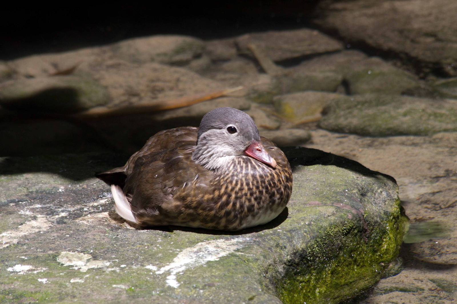 Mandarin Duck female