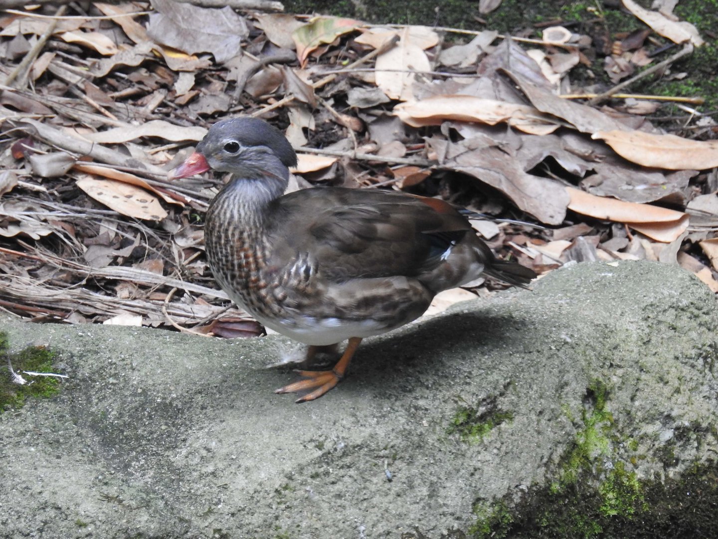 Mandarin Duck (female)