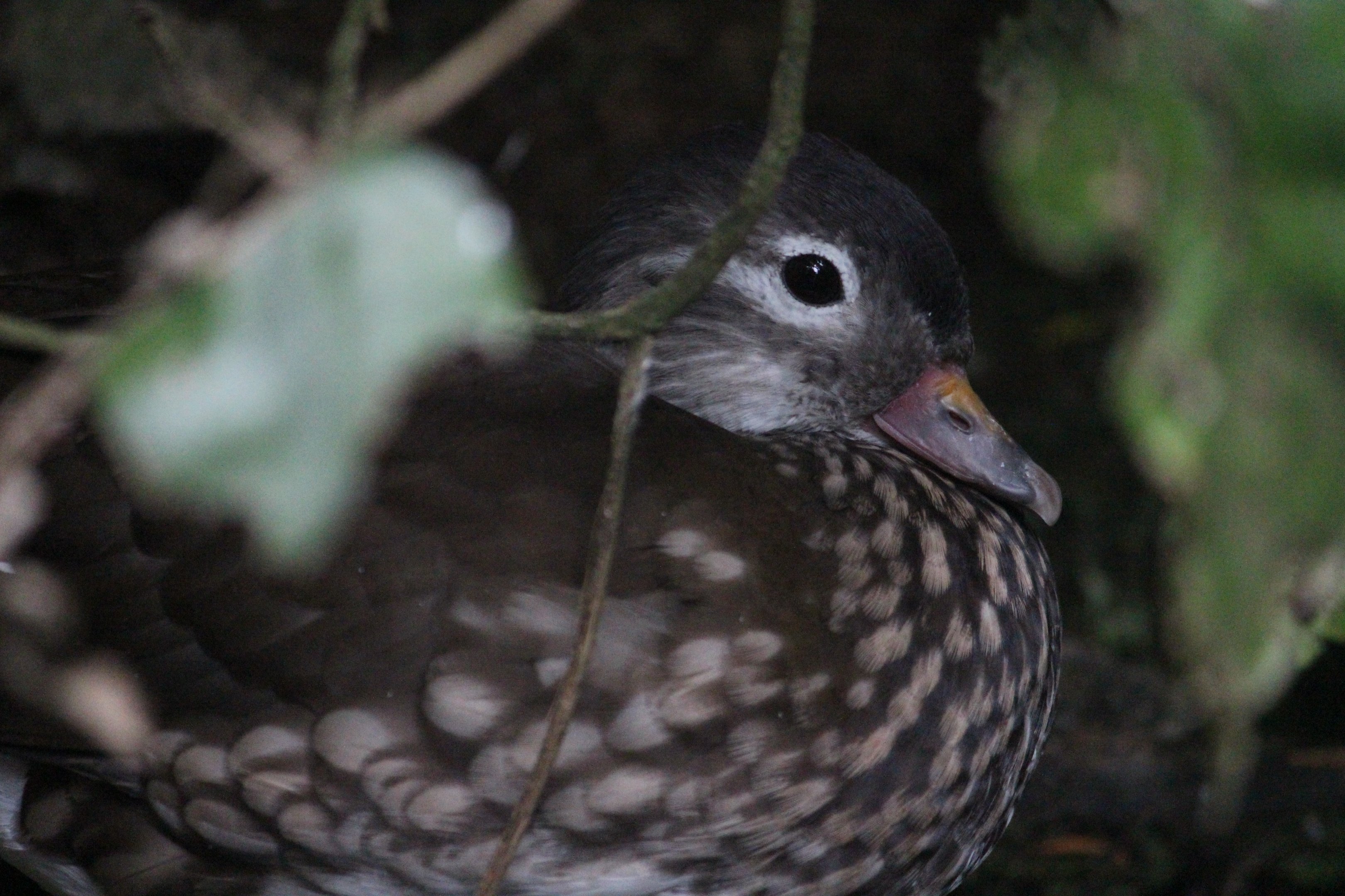 Mandarin Duck female