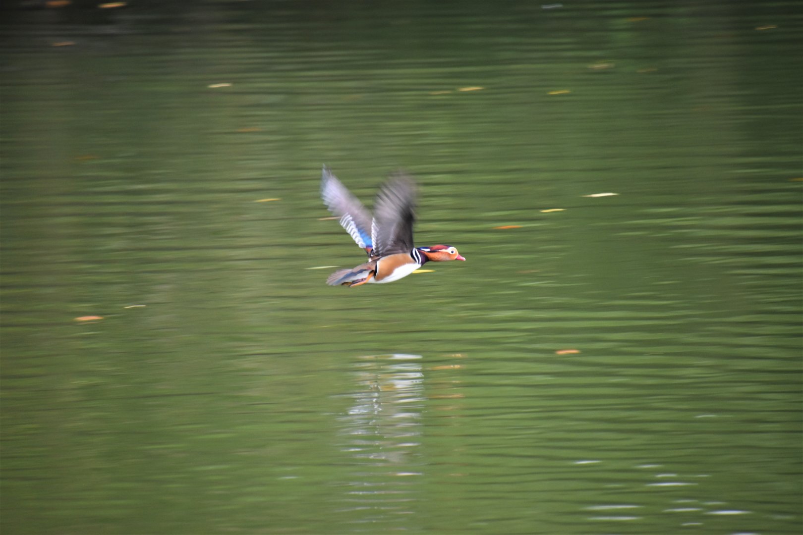 Mandarin duck in flight