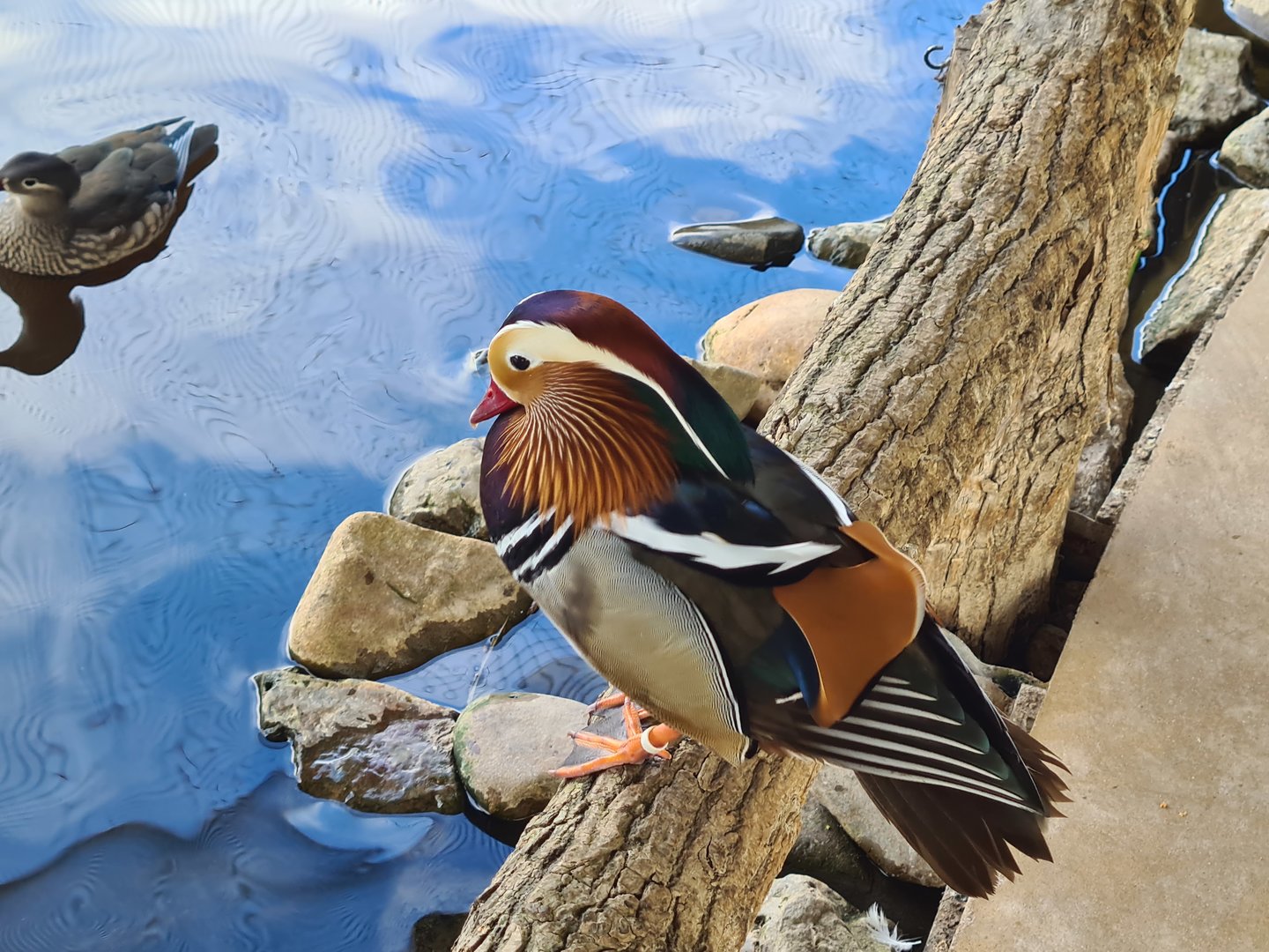 Mandarin duck in Lemur kingdom