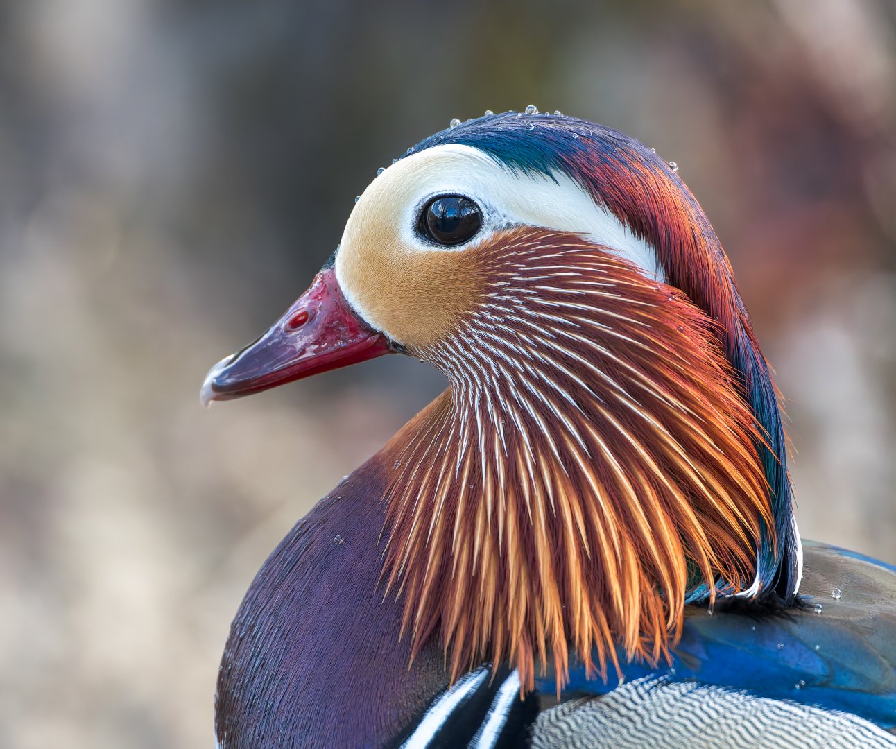 Mandarin Duck (m) (wild) UK