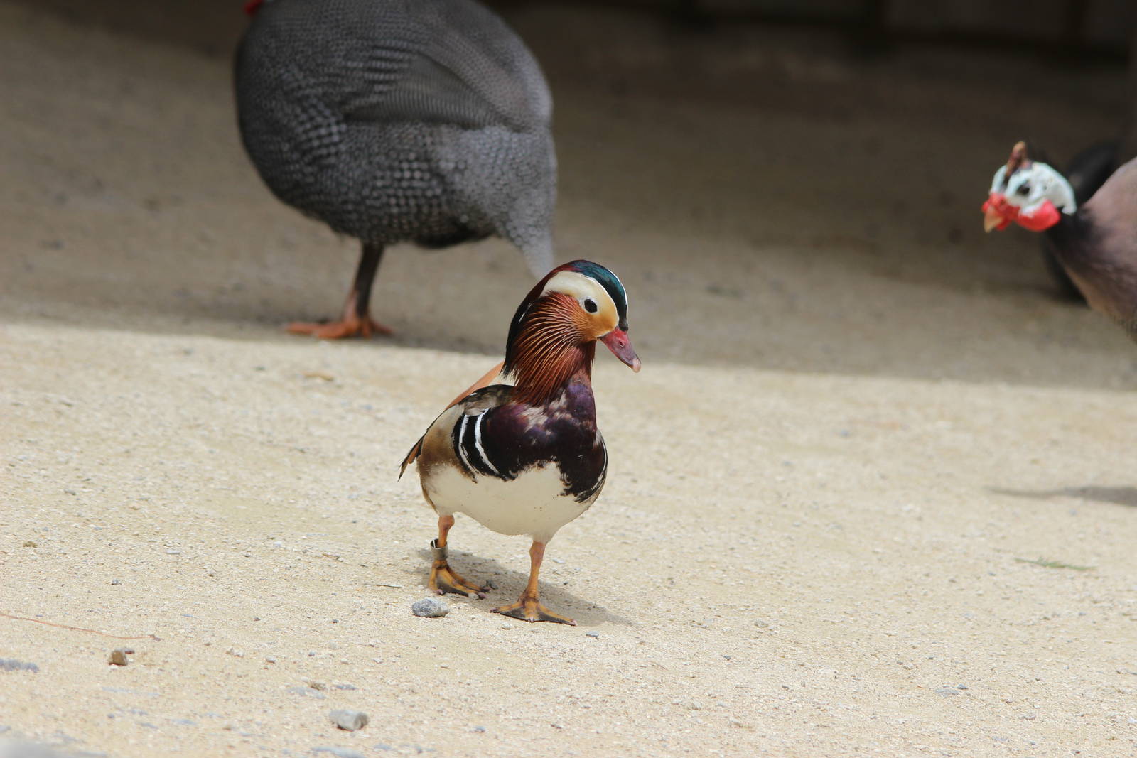 Mandarin Duck (male) and Guineafowl