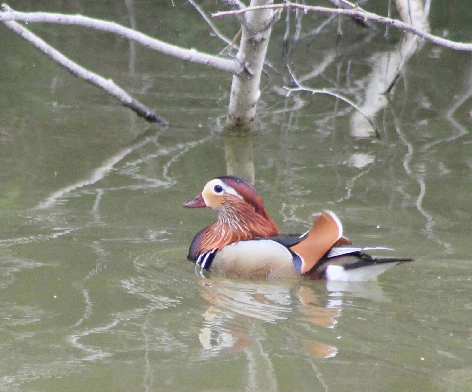Mandarin duck male