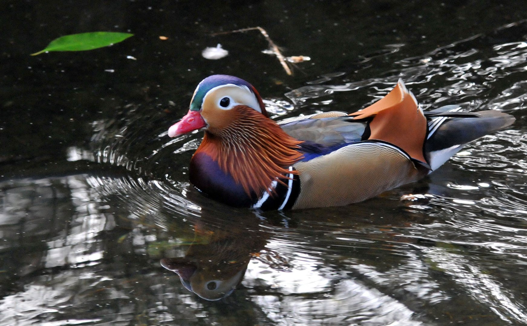 Mandarin duck male