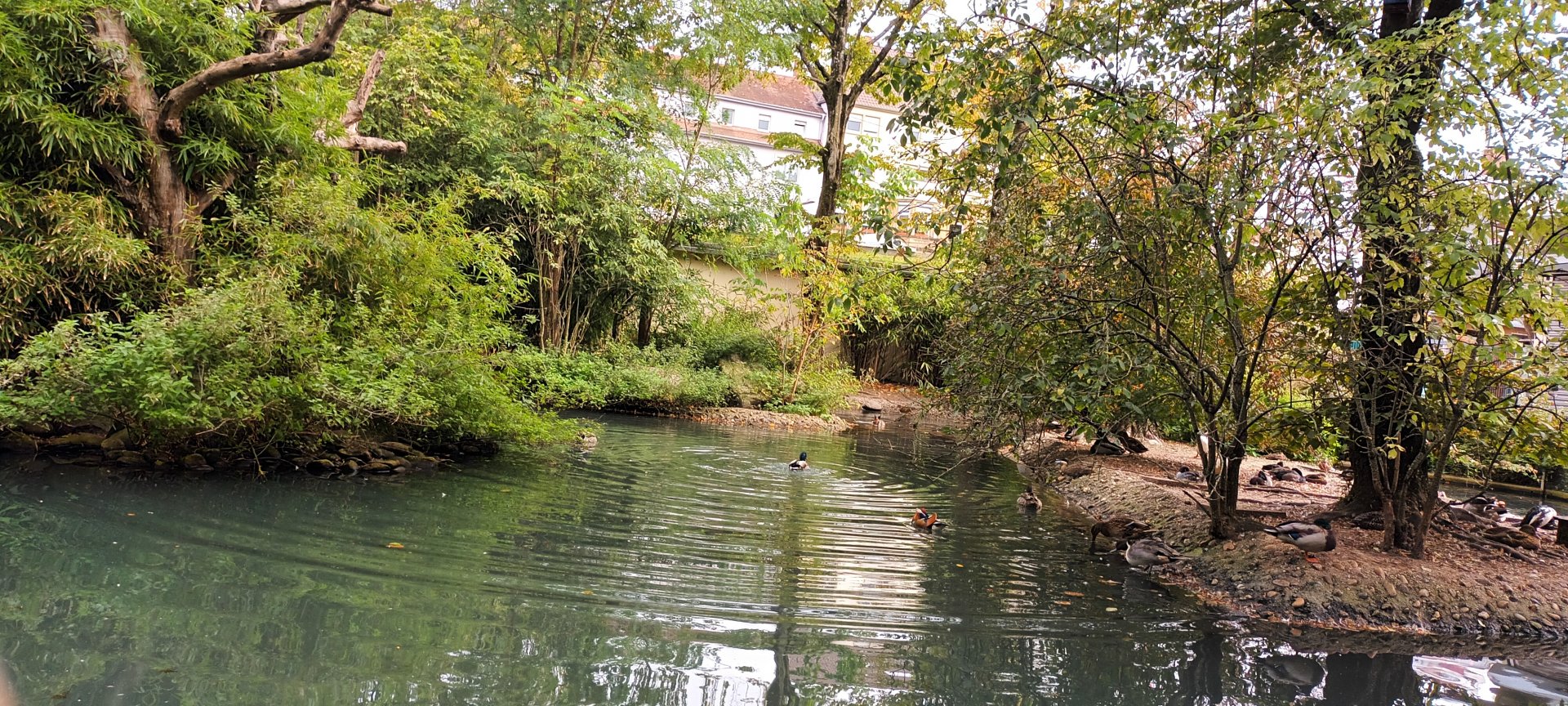 Mandarin Duck, Northern Pintail, Puna Teal and other Waterfowl