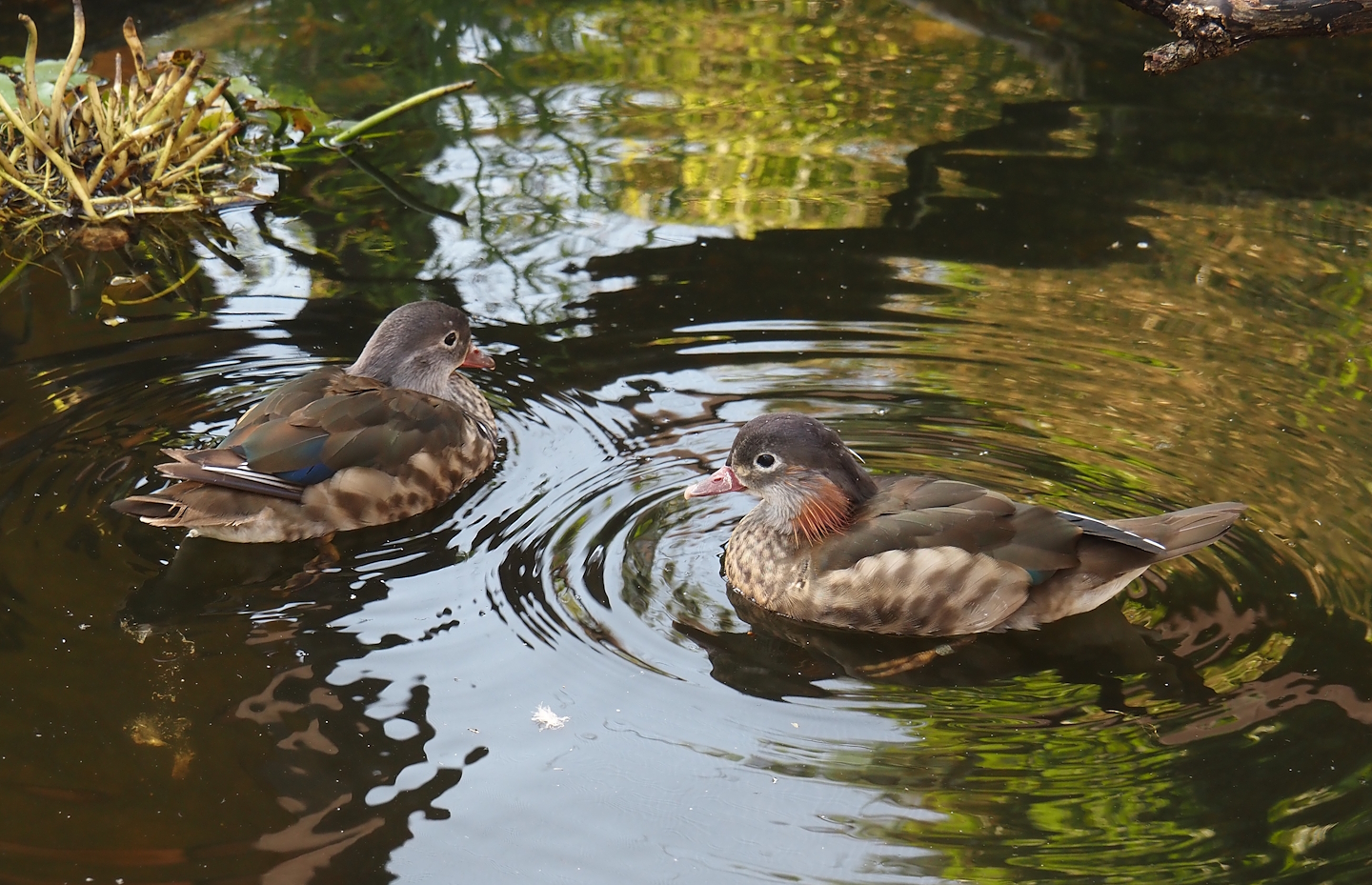 Mandarin duck pair (Aix galericulata), 2024-05-23