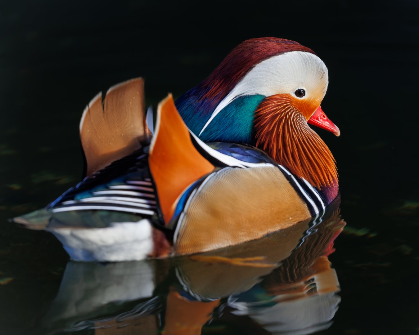 Mandarin Duck / Pensthorpe / 29-11-21