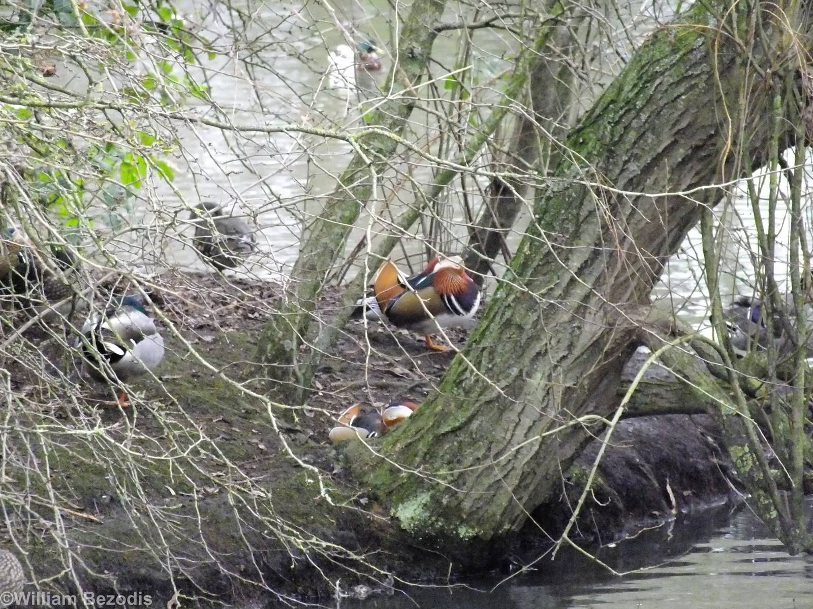 Mandarin Duck - Richmond Park