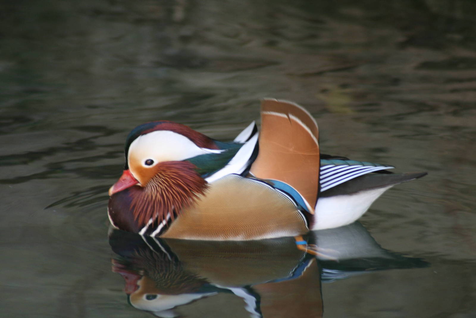 mandarin duck taronga 5/3/2008