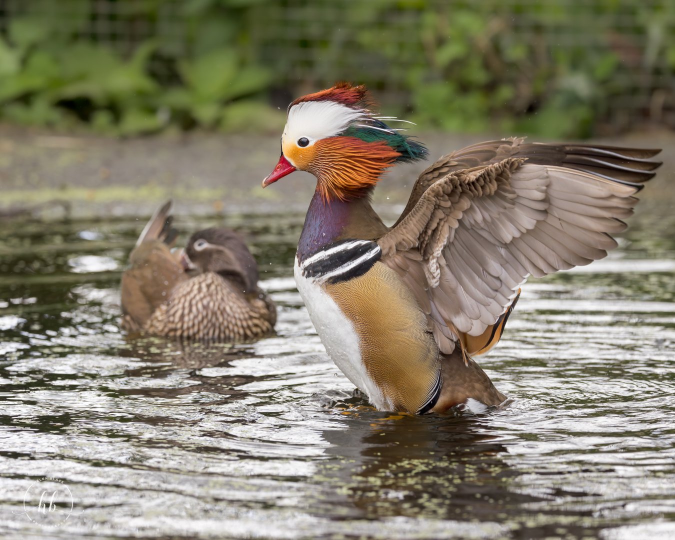 Mandarin Duck / Thrigby / 11-4-24