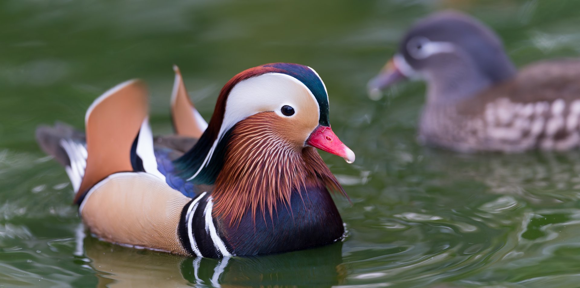 Mandarin duck, Thrigby Hall, UK