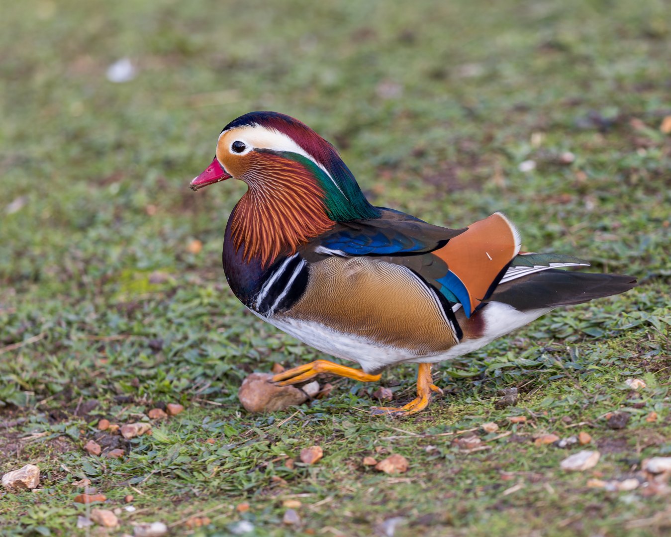 Mandarin Duck / Watatunga / 31-10-23
