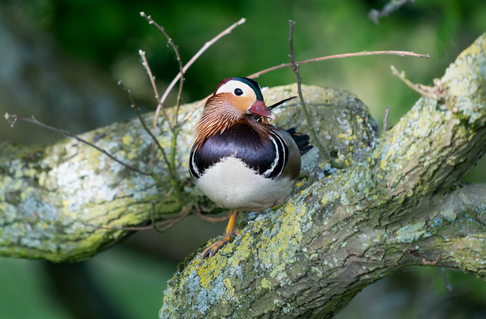 Mandarin duck, Watatunga, UK