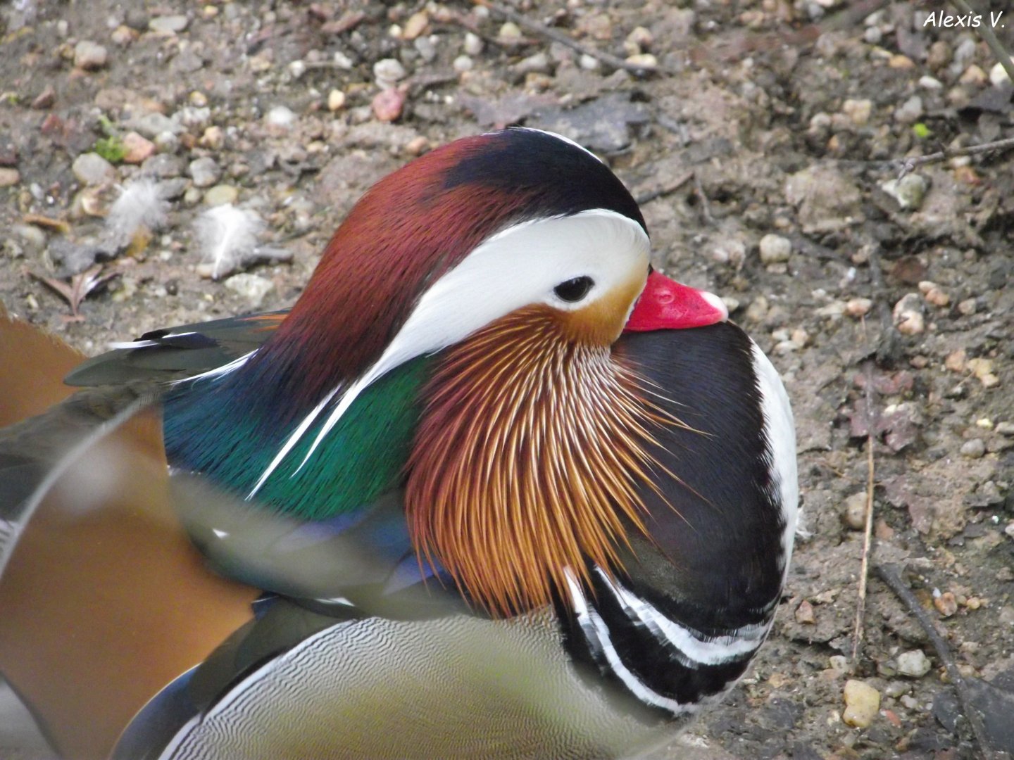 Mandarin Duck - Zooparc de Beauval - 01/2022