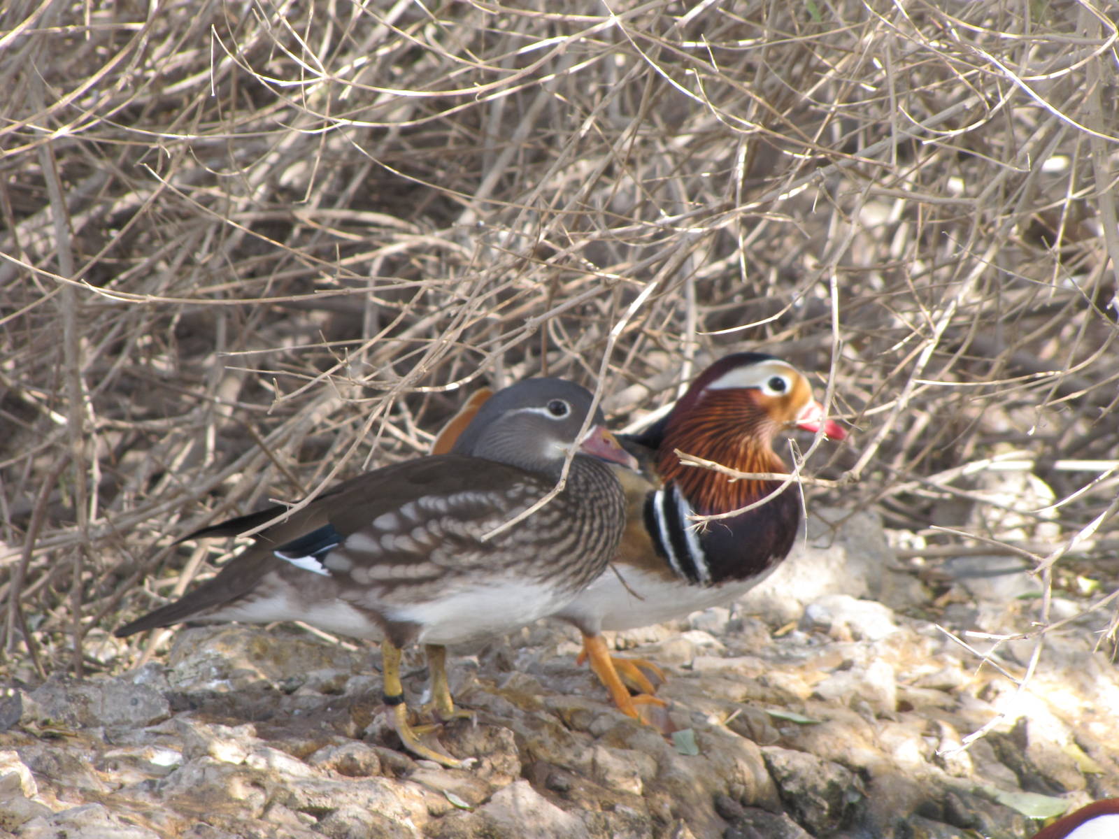 Mandarin duck