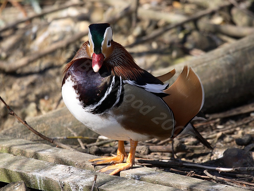Mandarin Duck