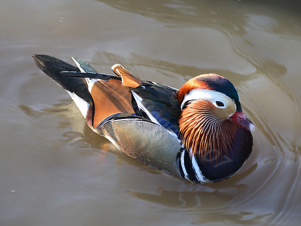Mandarin Duck
