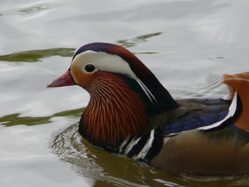 Mandarin duck