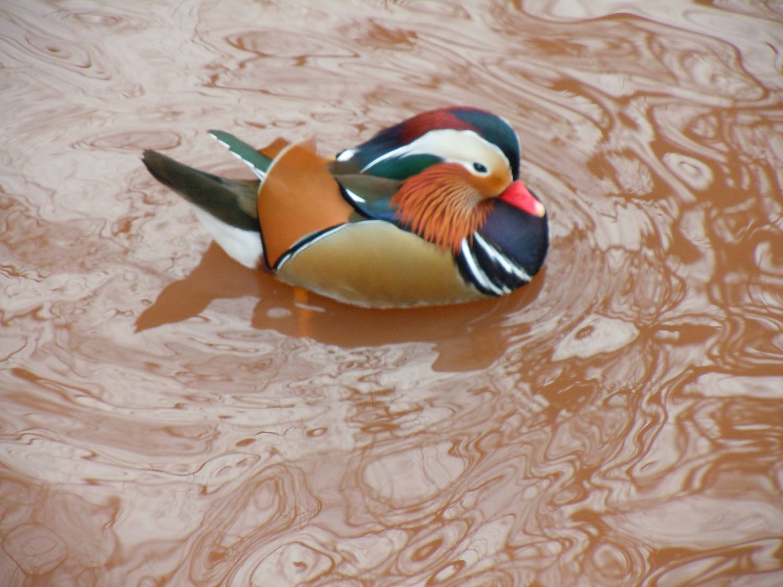 Mandarin duck