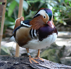 Mandarin duck