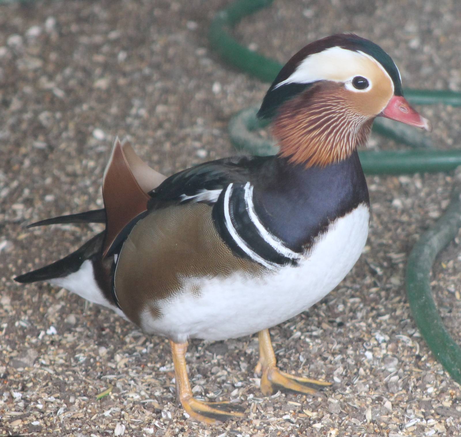 Mandarin duck