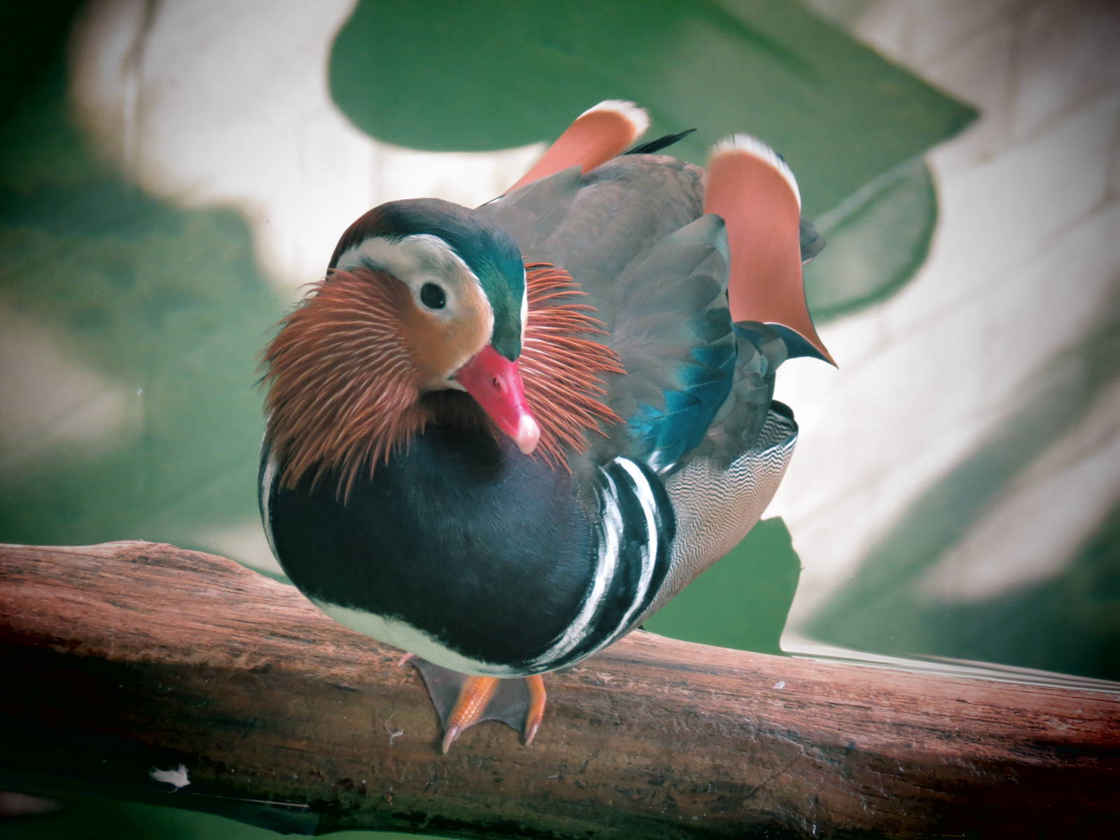Mandarin Duck