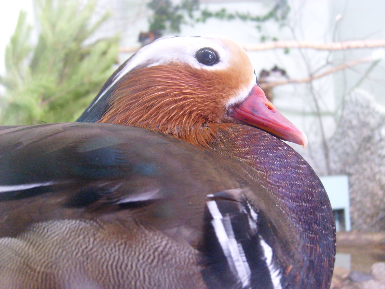 Mandarin duck