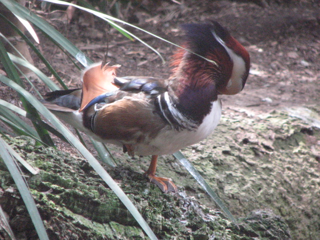 Mandarin duck