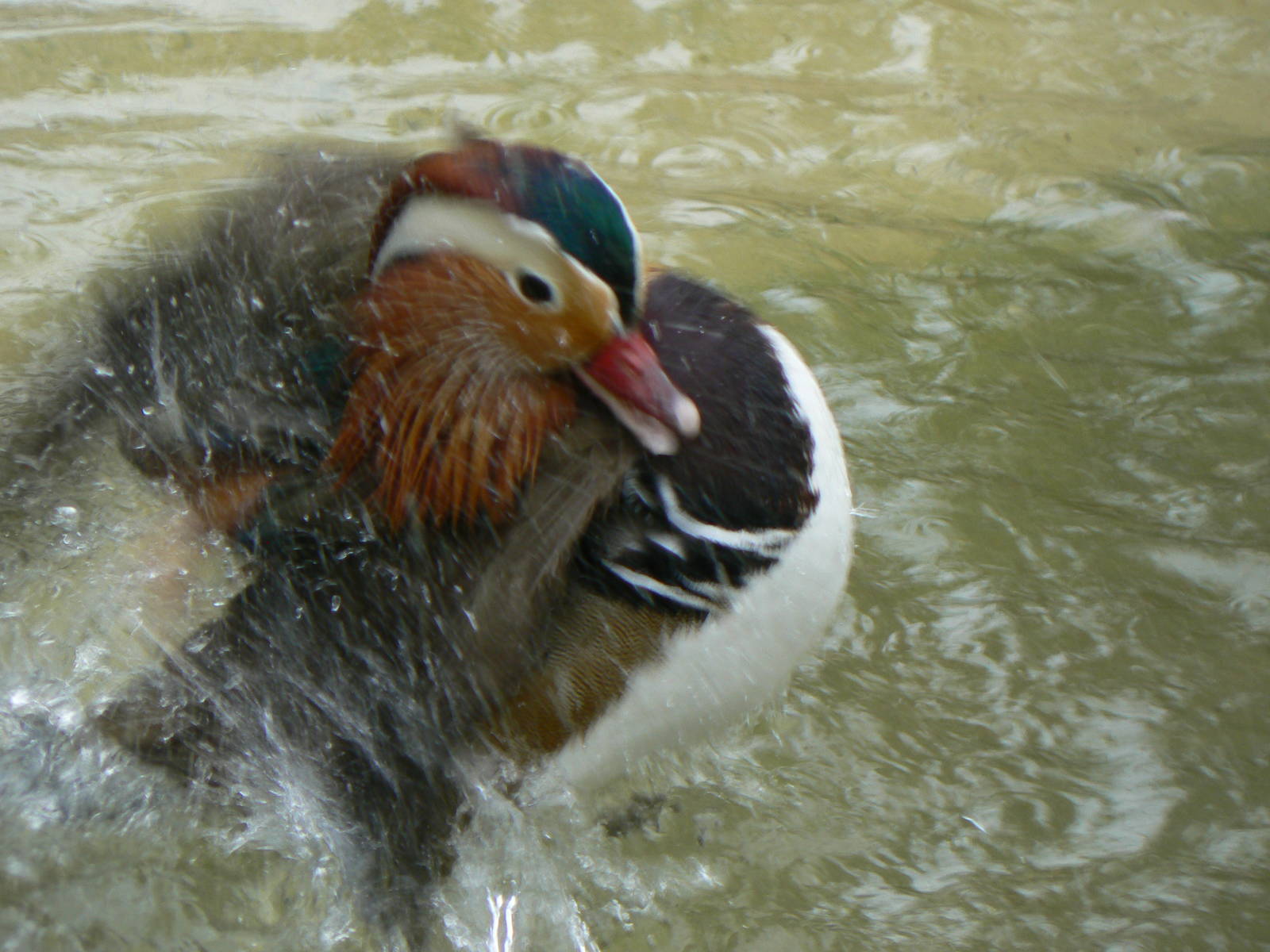 Mandarin Duck