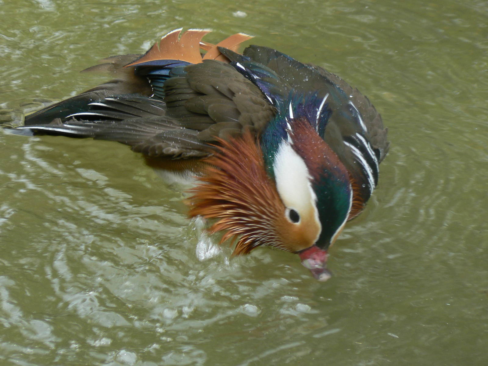 Mandarin Duck