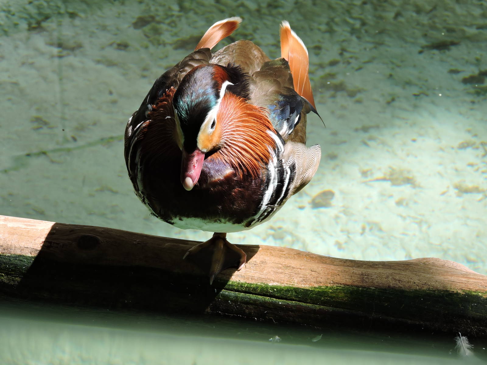 Mandarin Duck