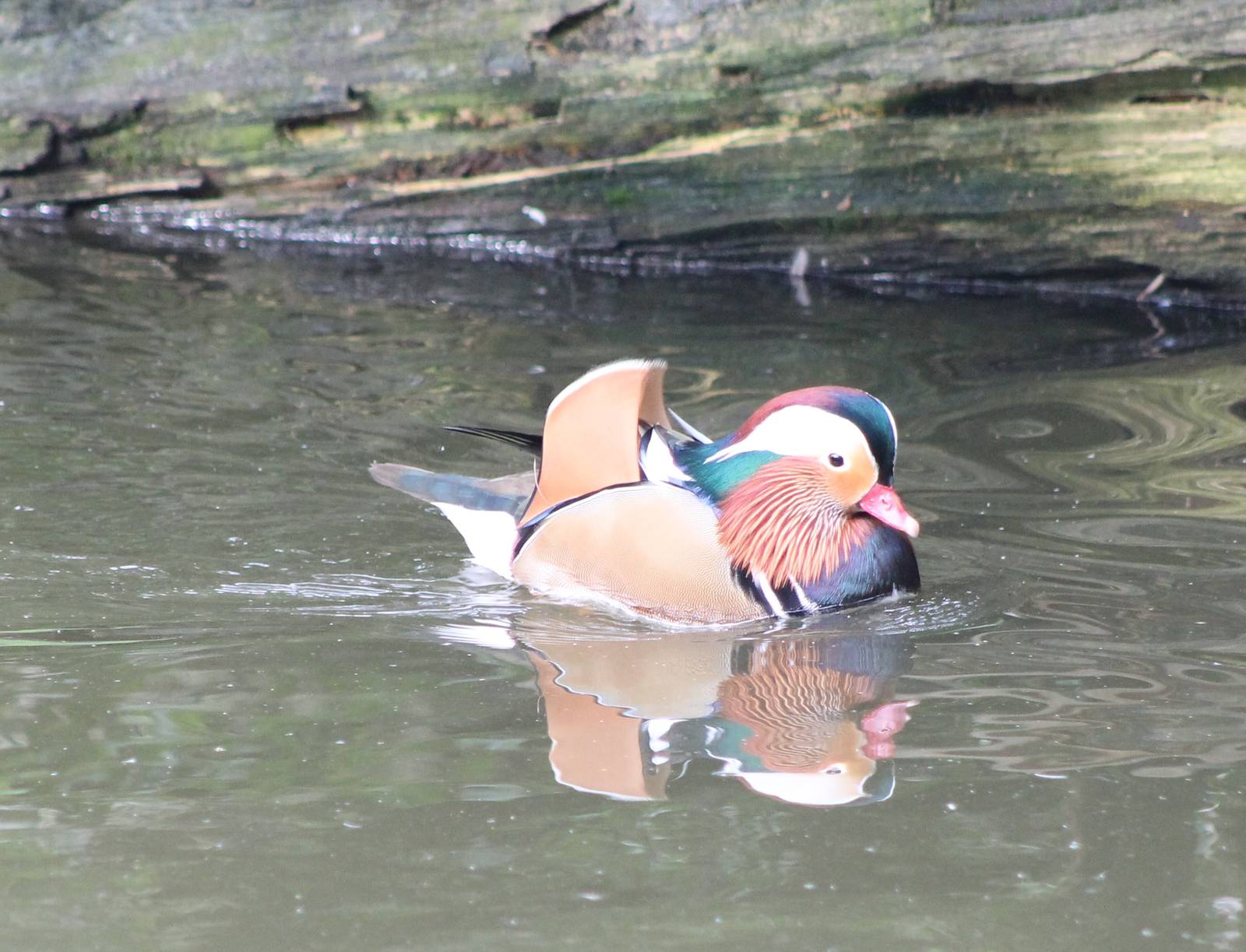 Mandarin duck