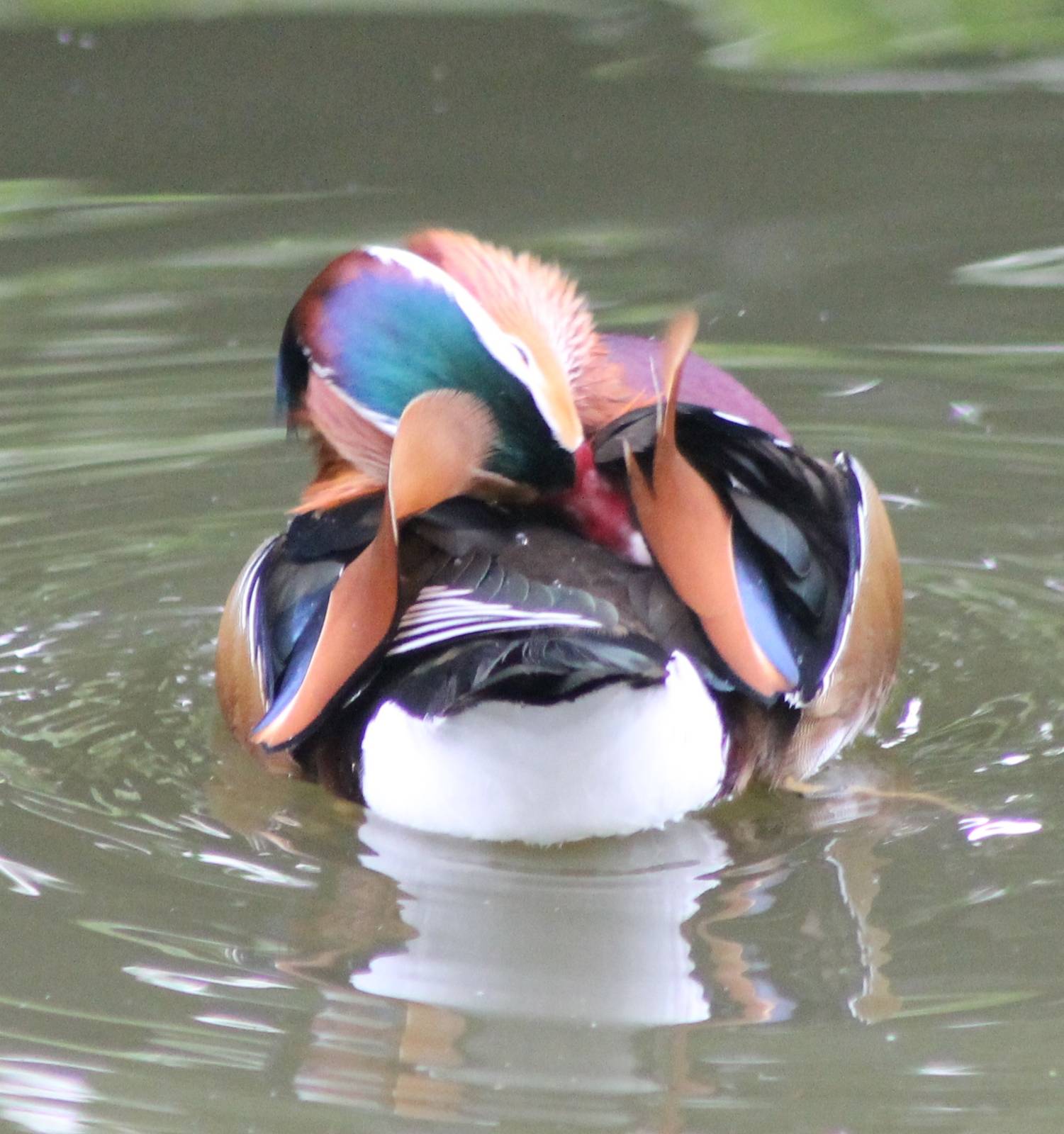 Mandarin duck