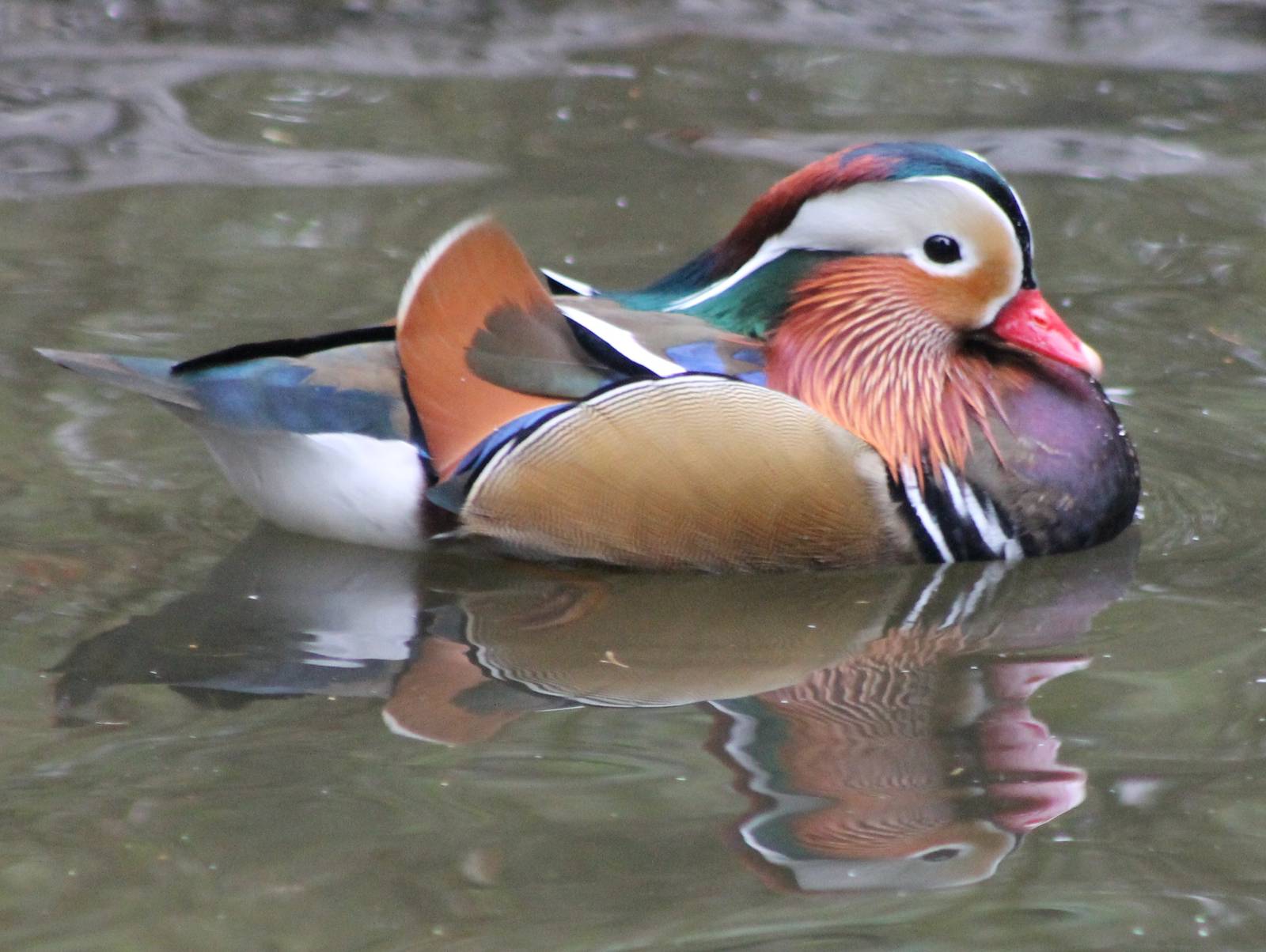 Mandarin duck