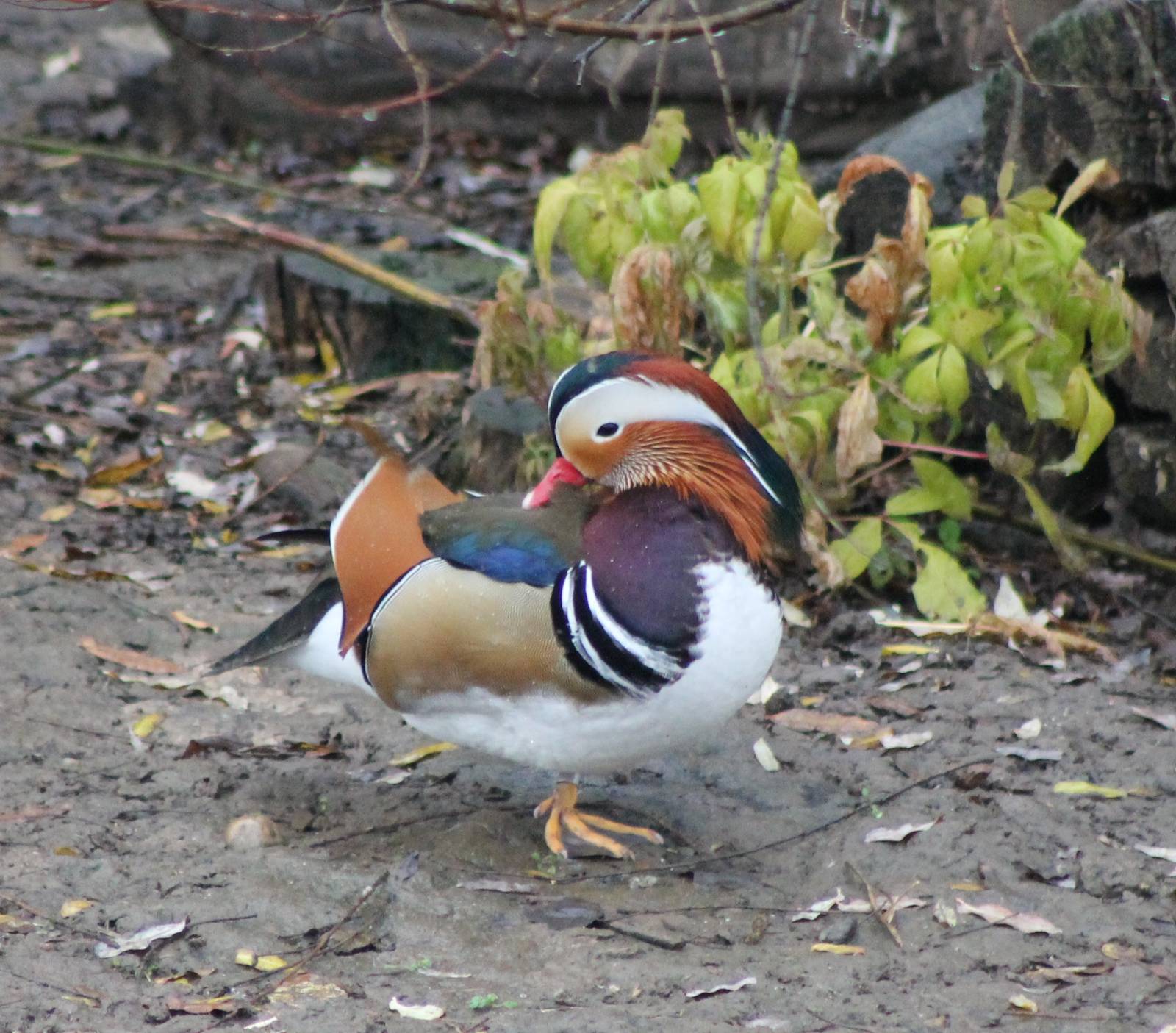 Mandarin duck