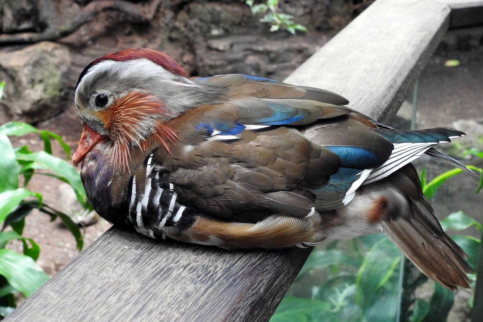 Mandarin Duck